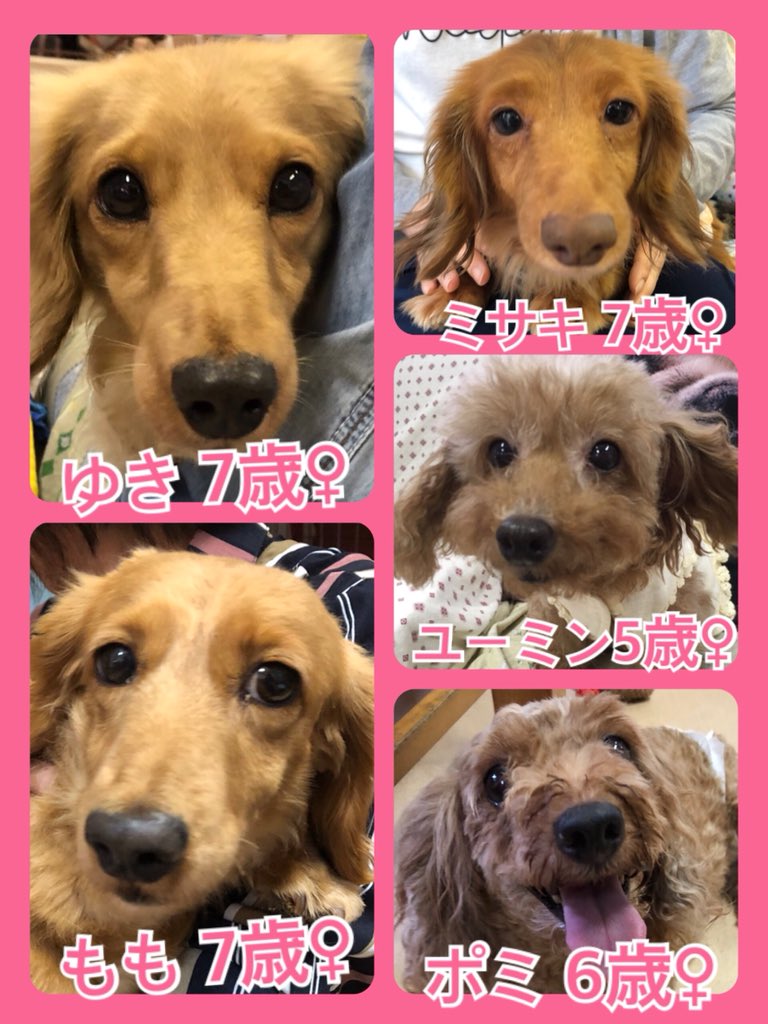 🐾今日の里親様募集中ワンコ🐶メンバーです🐾2019,7,3